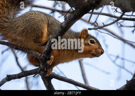 Gleithörnchen auf Ast. Stockfoto