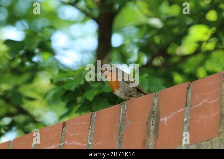 Ein Roter Robin an einer Ziegelwand vor einem Baum und grünem Laub, der Maggoten als Nahrung im Schnabel hält Stockfoto