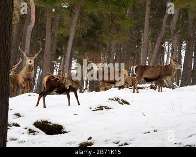 Rotwild, Cervus elaphus, Herde im Schnee, Schottland, März 2020 Stockfoto