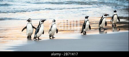 Afrikanische Pinguine spazieren aus dem Meer zum Sandstrand. Afrikanischer Pinguin auch als Jackasspinguin, Schwarzfußpinguin, bekannt. Wissenschaftlicher Name: S Stockfoto