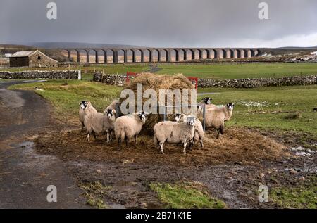 Während sich ein Sturm nähert, essen Swaledale Ewes ihr Winterfutter, mit Ribblehead Viaduct im Hintergrund, Yorkshire Dales National Park, Großbritannien Stockfoto