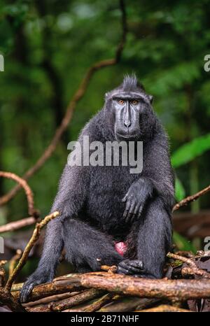 Die Celebes krebierten Makaque am Baum. Grüner natürlicher Hintergrund. Cremefarbter schwarzer Makaque, Sulawesi cremefarbter Makaque oder der schwarze Affe. Natürlicher Lebensraum. Stockfoto