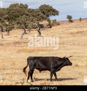 Dehesa Landschaft in Salamanca mit kämpfenden Bullen. Castilla y Leon, Spanien Stockfoto