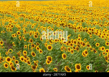 Ein endloses Sonnenblumenfeld in der Nähe von Bologna (Italien) Stockfoto