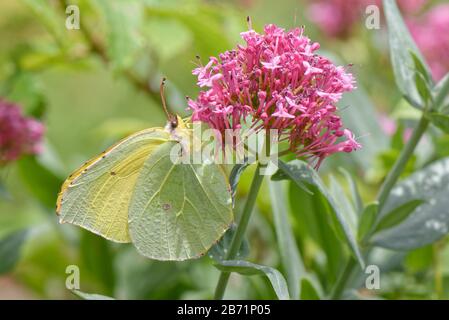 Kanarische Inseln Brimstone (Gonepteryx cleobule) eine Spezies, die auf der Rotvalerian-Blüte (Centranthus ruber), Anaga-Gebirge, endemisch ist Stockfoto