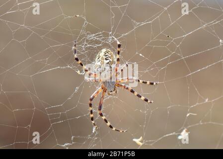 Teide-Spinne (Aculepeira annulipes), eine Webspinne aus der Orb, die im Teide-Nationalpark, auf Teneras, auf den Kanarischen Inseln, im August endemisch ist. Stockfoto