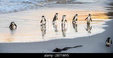 Afrikanische Pinguine spazieren aus dem Meer zum Sandstrand. Afrikanischer Pinguin auch als Jackasspinguin, Schwarzfußpinguin, bekannt. Wissenschaftlicher Name: S Stockfoto