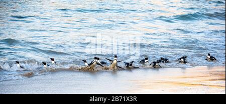 Afrikanische Pinguine spazieren aus dem Meer zum Sandstrand. Afrikanischer Pinguin auch als Jackasspinguin, Schwarzfußpinguin, bekannt. Wissenschaftlicher Name: S Stockfoto