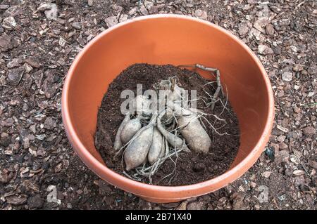 Dahlia Knollen auf Kompost in Pflanzmaschine im Frühjahr bereit, mit mehr Kompost für die Sommerblüte überzogen zu werden. Stockfoto