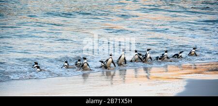 Afrikanische Pinguine spazieren aus dem Meer zum Sandstrand. Afrikanischer Pinguin auch als Jackasspinguin, Schwarzfußpinguin, bekannt. Wissenschaftlicher Name: S Stockfoto