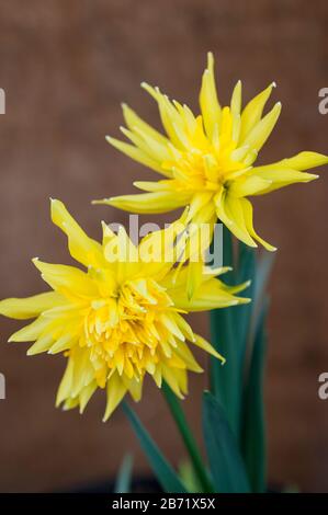 Nahaufnahme des Narzissus Rip Van Winkle in der Blüte im Frühjahr. Narcissi Rip Van Winkle ist ein zweifaches Narzissi mit gelben Blumen. Stockfoto