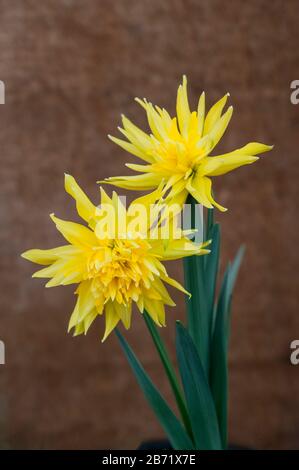 Nahaufnahme des Narzissus Rip Van Winkle in der Blüte im Frühjahr. Narcissi Rip Van Winkle ist ein zweifaches Narzissi mit gelben Blumen. Stockfoto