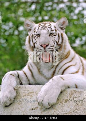 Weißer bengalischen Tiger, auf Felsen ruht, gähnend, Porträt Stockfoto