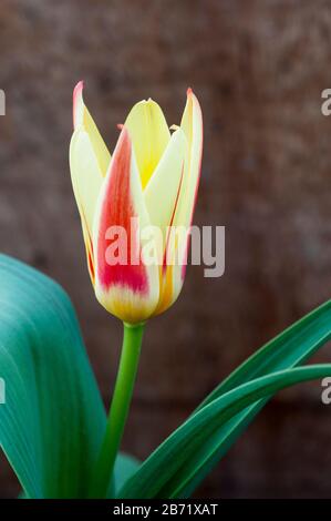 Tulpe Corona gelb und rot Tulpe mit rotem Zentrum. Schale geformte Tulpe, wenn sie offen zur Kaufmanniana-Gruppe der Tulpen Division 12 gehört Stockfoto