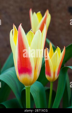 Gruppe von Tulpen Corona gelb und rot Tulpe mit einem roten Zentrum. Schale geformte Tulpe, wenn sie offen zur Kaufmanniaan-Gruppe der Tulpen Division 12 gehört Stockfoto