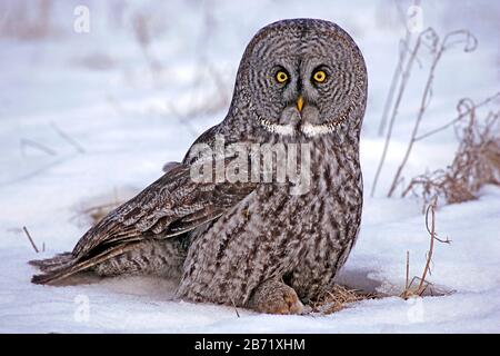 Great Grey Owl ( Strix nebulosa ) im Schnee sitzen, halten die Maus in Klaue Stockfoto