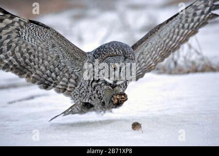 Große graue Eule im Flug, auf der Jagd, um laufende Maus auf dem Schnee zu fangen. Stockfoto