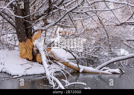 Im Winter wurden Von American Beavers, Sellar's Gulch Area, Castle Rock Colorado USA, Engblättrige Cottonwood-Bäume stark gekaut. Foto im Februar aufgenommen. Stockfoto