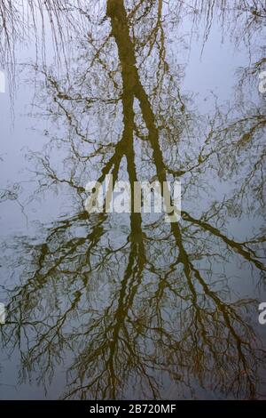 Ein Schmalblättriger Cottonwood Tree (Populus angustifolia) am Ufer des Baches wirft seine Reflexion im Wasser, Castle Rock Colorado USA. Foto im März aufgenommen. Stockfoto