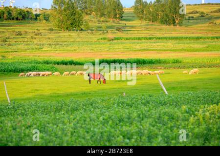 Auf dem Grasland essen Pferde und Schafe Gras Stockfoto