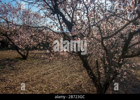 Landschaft der Cariñena, Mandelbäumen und Weinbergen. Zaragoza, Spanien Stockfoto