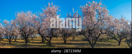 Landschaft der Cariñena, Mandelbäumen und Weinbergen. Zaragoza, Spanien Stockfoto