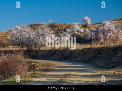 Landschaft der Cariñena, Mandelbäumen und Weinbergen. Zaragoza, Spanien Stockfoto