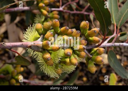 Nahaufnahme der Blumenknospen an E. stricklandii Stockfoto