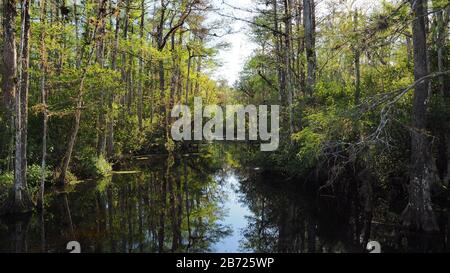 Sweetwater Strand on Loop Road Scenic Drive in der Nähe von Ochopee, Florida am sonnigen Winternachmittag. Stockfoto