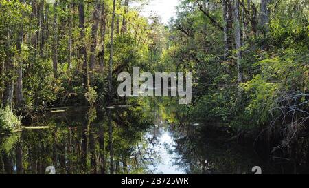 Sweetwater Strand on Loop Road Scenic Drive in der Nähe von Ochopee, Florida am sonnigen Winternachmittag. Stockfoto