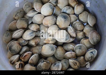 EMAILLE VENUS SHELL verkaufen auf dem Markt für frische Meeresfrüchte, Hinweis: Das Thema ist verschwommen Stockfoto