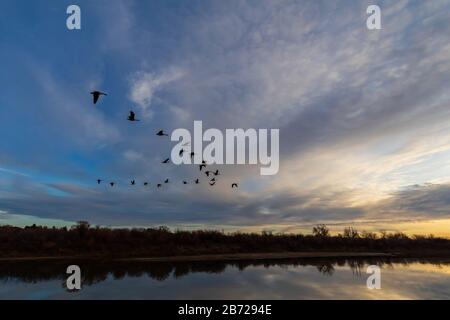 Sonnenuntergang im ruhigen Wasser des South Saskatchewan River mit kanadischen Gänsen, die über dem Kopf fliegen Stockfoto