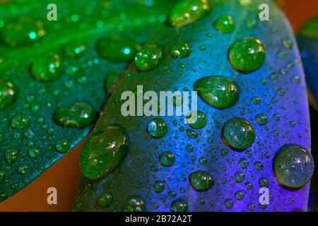 Makrofoto einer Hauspflanze mit Wassertropfen und farbigen Lichtern, die sich auf den Blättern spiegeln Stockfoto