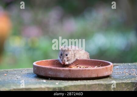 Rattus norvegicus. Braune Ratte, die sich auf einer Schale getrockneter Mealwürmer ernährt, die für die Vögel in einem englischen Garten ausgesteckt wurden. GROSSBRITANNIEN Stockfoto
