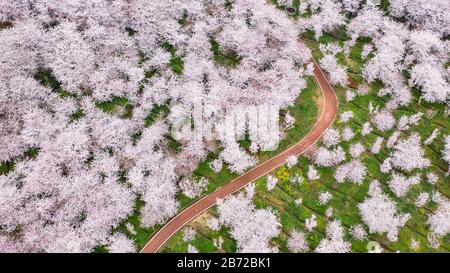 Peking, China. März 2020. Das Luftfoto vom 12. März 2020 zeigt die Landschaft der Kirschblüten im neuen Bezirk Guian im Südwesten Chinas in der Provinz Guizhou. Kredit: Tao Liang/Xinhua/Alamy Live News Stockfoto