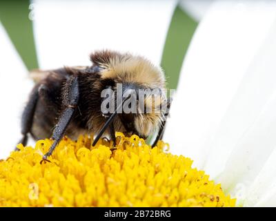 Gelbe Hummeln (Bombus vosnesenskii) auf einer Gänseblümchen. Dies ist die häufigste Hummelart an der Westküste Nordamerikas Stockfoto