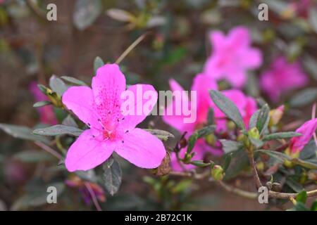 Azaleen sind blühende Sträucher in der Gattung Rhodendron, insbesondere die früheren Sektionen Tsutsuji (immergrün) und Pentanthera (Laub). Azaleen bl Stockfoto