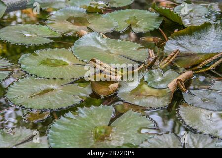 Grüne Blätter von Wasserlilien an einem See Stockfoto