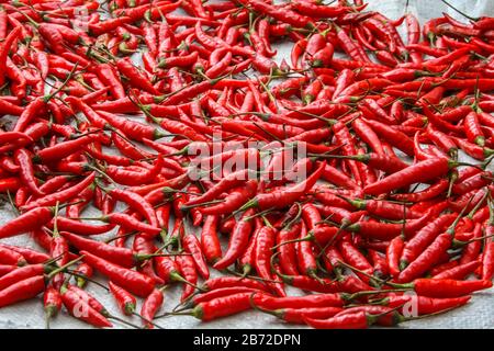 Viele rote Pfefferonis werden auf einem Tisch angeboten Stockfoto