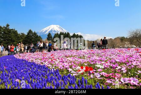 KAWAGUCHIKO, YAMANASHI, JAPAN - 02. MAI 2017 : Fuji Shibazakura (Pink Moos phlox) Festival in Kawaguchiko, Yamanashi, Japan Stockfoto