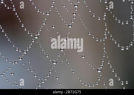 Ein mit Wassertröpfchen bedecktes Spinnennetz, das eine Perlenschnur bildet, wirkt vor einem unscharf gräulich-braunen Hintergrund in einem Garten in Nanaimo, BC Stockfoto