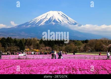 KAWAGUCHIKO, YAMANASHI, JAPAN - 02. MAI 2017 : Fuji Shibazakura (Pink Moos phlox) Festival in Kawaguchiko, Yamanashi, Japan Stockfoto