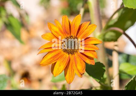 Nahaufnahme/Makro mit orangefarbener und gelb gefärbter afrikanischer Gänseblümchen. Helle, bunte Blume mit Kronblättern, die wie Flammen aussehen. In voller Blüte. Stockfoto