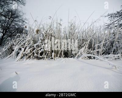Schneebrasen und Wachstum Stockfoto