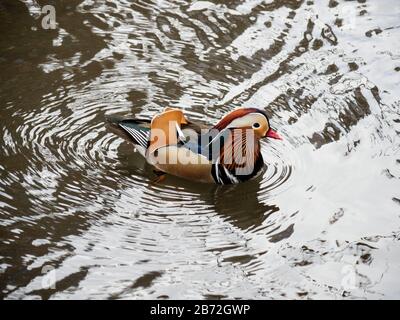 Das Mandarin 'Hot Duck' des Central Park Stockfoto