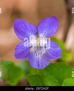 Einholmig violett, süß violett, englilviolett, gemein violett, Florist violett oder Gartenviolett (Viola odorata) Blume, Detail Stockfoto