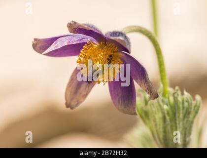 ANT krabbelt auf lila pasque (pulsatilla) Blume mit gelbem Mittelmakro Stockfoto