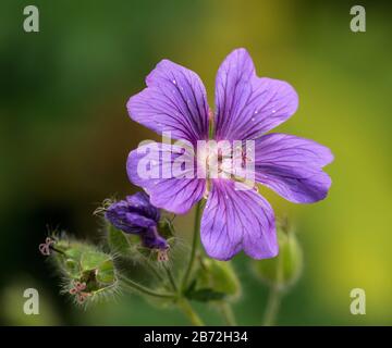 Violettes Kranesbill (Geranium) Blumenmakro auf Grün Stockfoto