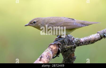 Gartenwarbler (sylvia borin) posiert auf altem Trockenzweig Stockfoto