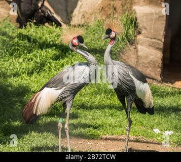 Zwei grau bekrönte Kräne (balearica regulorum), die auch als afrikanischer bekrönter Kran bezeichnet werden Stockfoto